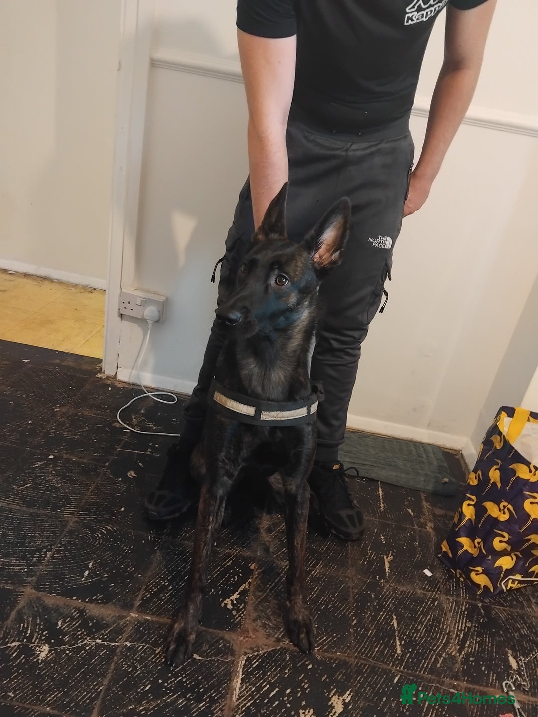 Belgian Shepherd Dog dogs for sale: 9 monthnold dutched shepurd  - Advert 1