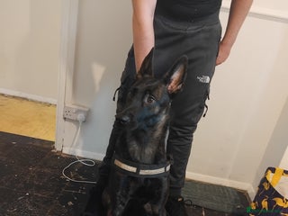 Belgian Shepherd Dog dogs 9 monthnold dutched shepurd - Advert 1