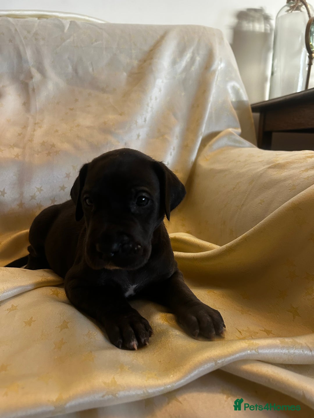 Great Dane dogs for sale: READY NOW… 3 BLACK GIRLS AVAILABLE  - Advert 14