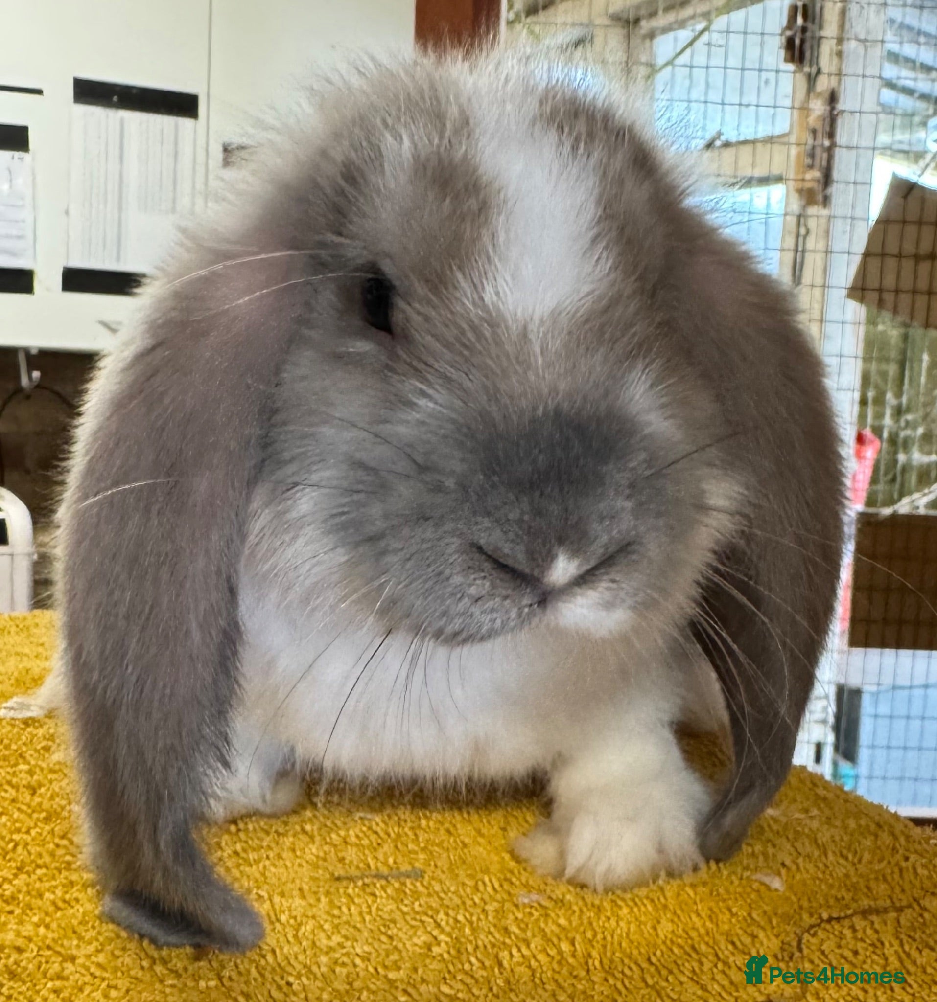 French Lop rabbits French Lop Babies - Advert 9