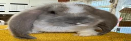 French Lop rabbits for sale: French Lop Babies - Advert 1