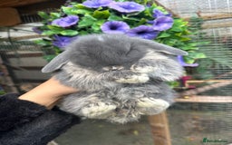 Mini Lop rabbits for sale: Adorable Mini Lop Baby’s  - Image 3