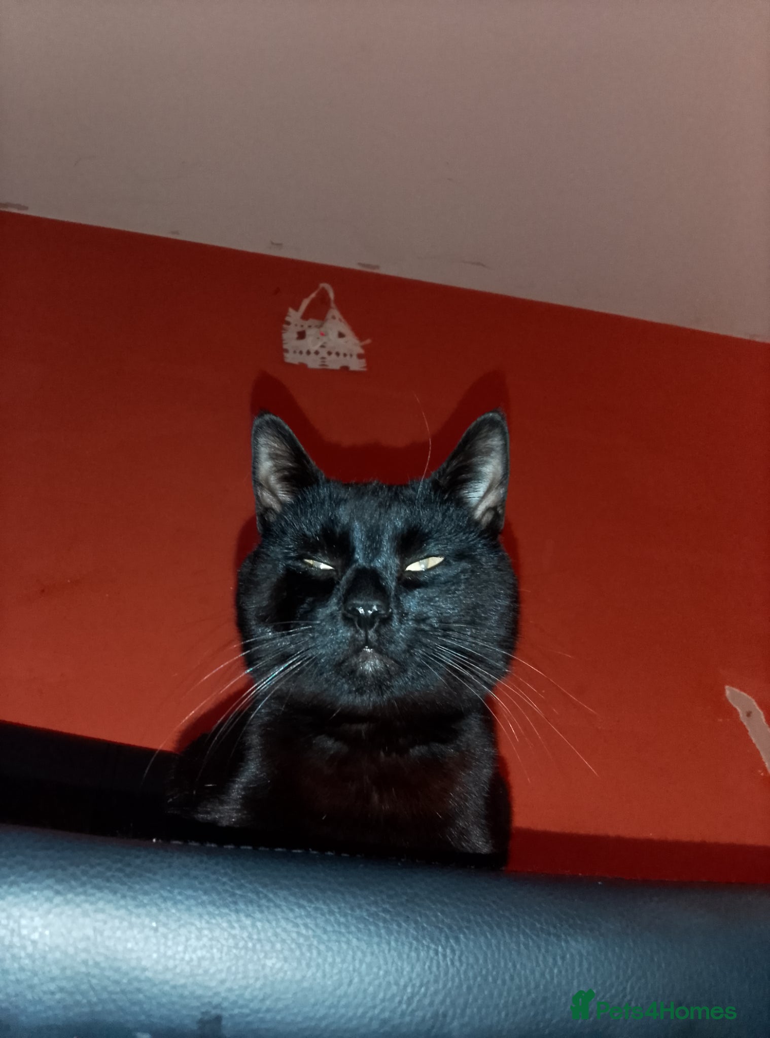 Bombay cats Beautiful 3 year old Bombay male (reduced) - Advert 7