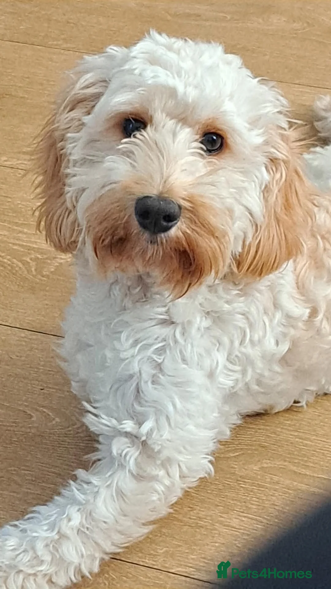 Cockapoo dogs for sale: Minature Cockerpoo Pups - Advert 2
