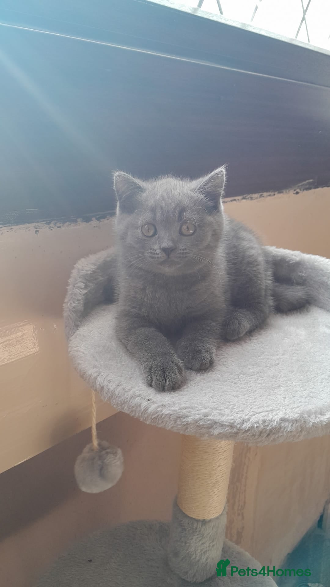 British Shorthair cats for sale: British Shorthair kittens from champion bloodline - Image 10