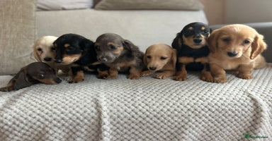 Miniature Dachshund dogs - Advert 5