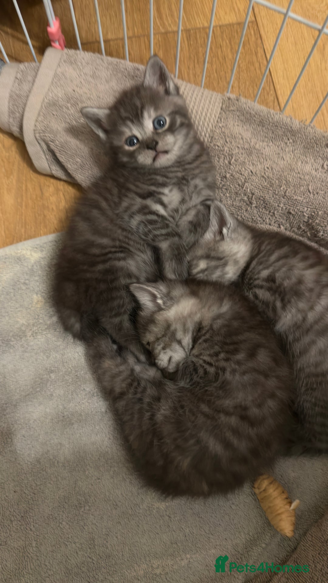 British Shorthair cats for sale: Half British shorthair kittens - Advert 5