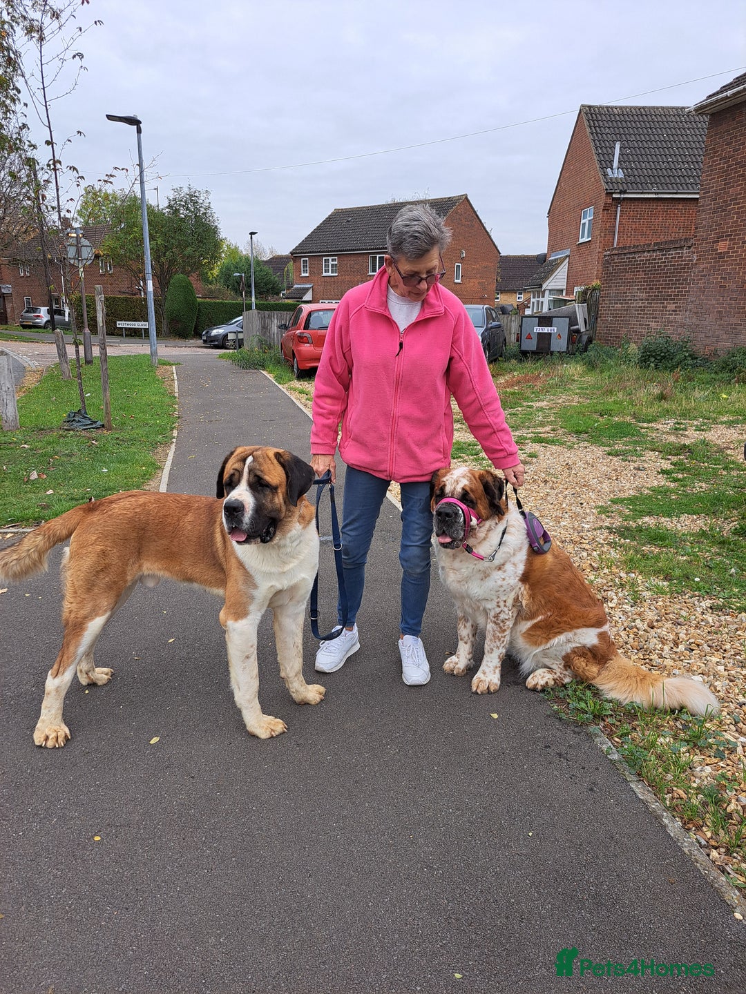 Saint Bernard dogs for sale: 2 beautiful boys for sale - Advert 16