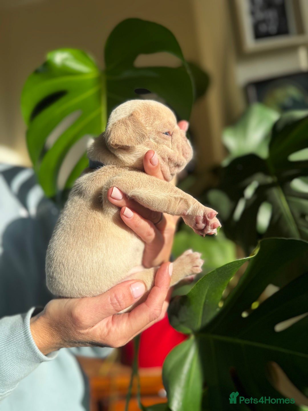 French Bulldog dogs for sale: Accepting Reservations 4 Girls,2 Boys Available  - Image 9