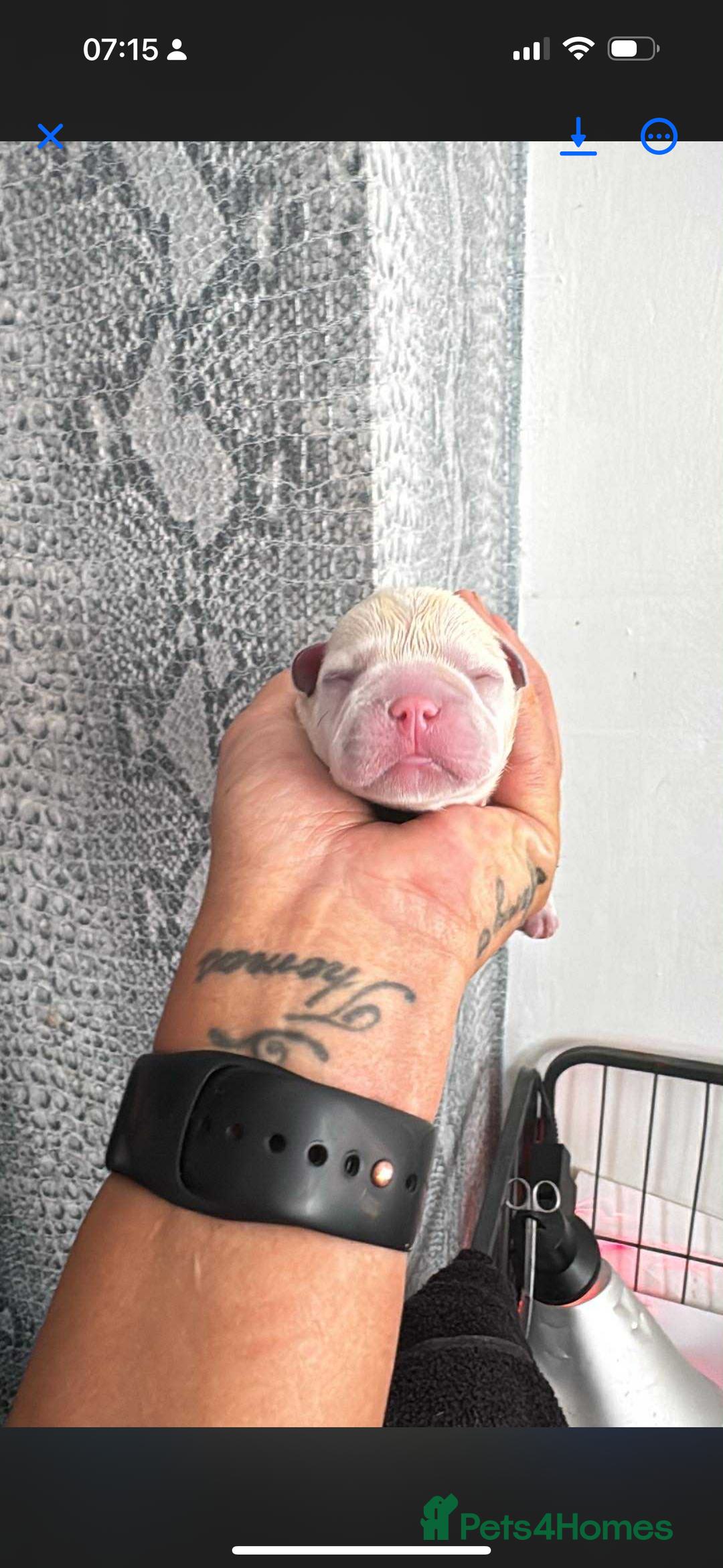 French Bulldog dogs for sale: French bulldog puppys  - Advert 4