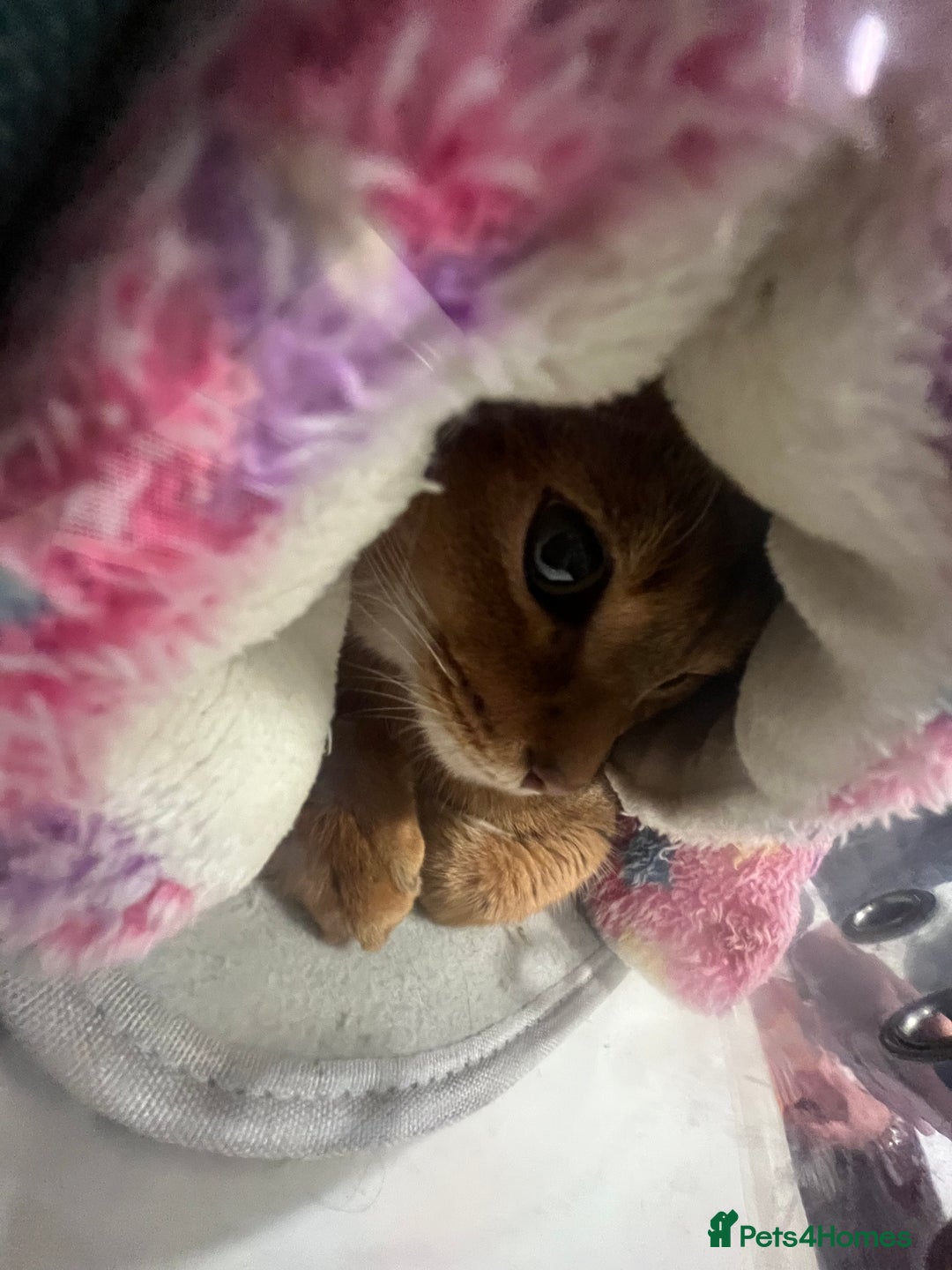 Abyssinian cats for sale: Pedigree TICA registered Beautiful Abyssinian - Advert 16