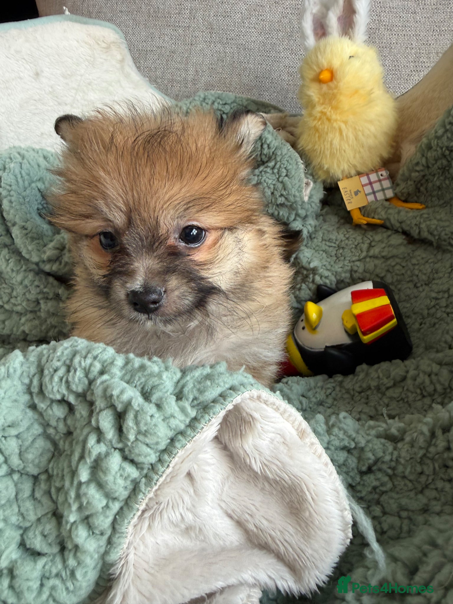 Mixed Breed dogs REDUCED Shihtzu x Pomeranian health checked  - Advert 1