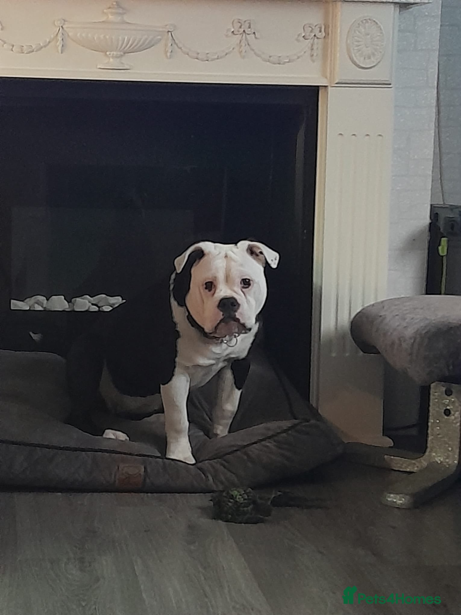 Old Tyme Bulldog dogs Female old Tyne English bulldog - Advert 1