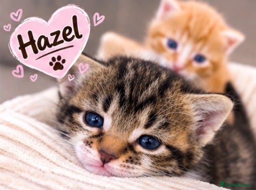 Mixed Breed cats AVAILABLE NOW: Maine Coon Mix Kittens - Advert 1