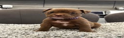 American Bully dogs for sale: ABKC POCKET/MICRO BULLY PUPPIES IMPORT BLOODLINES - Advert 13