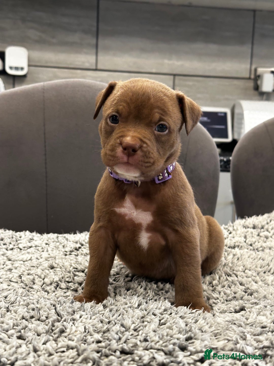 American Bully dogs for sale: ABKC POCKET/MICRO BULLY PUPPIES IMPORT BLOODLINES - Advert 13