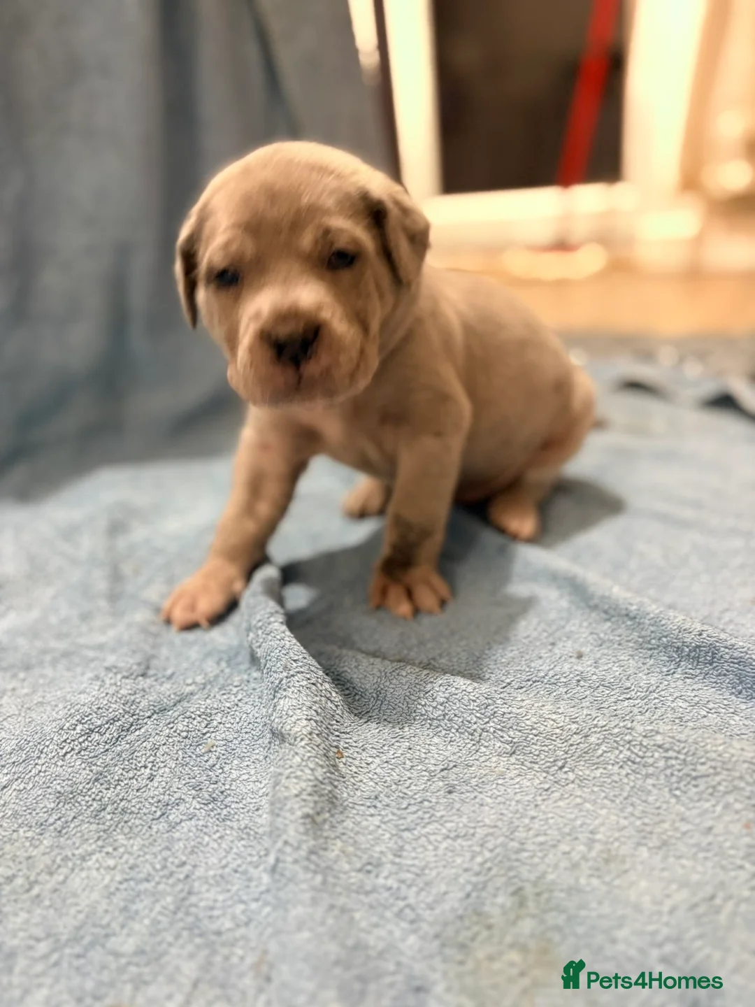 Cane Corso dogs for sale: 🏆 CHAMPION CANE CORSO PUPS 🏆/KC REGISTERED MERLE - Advert 20