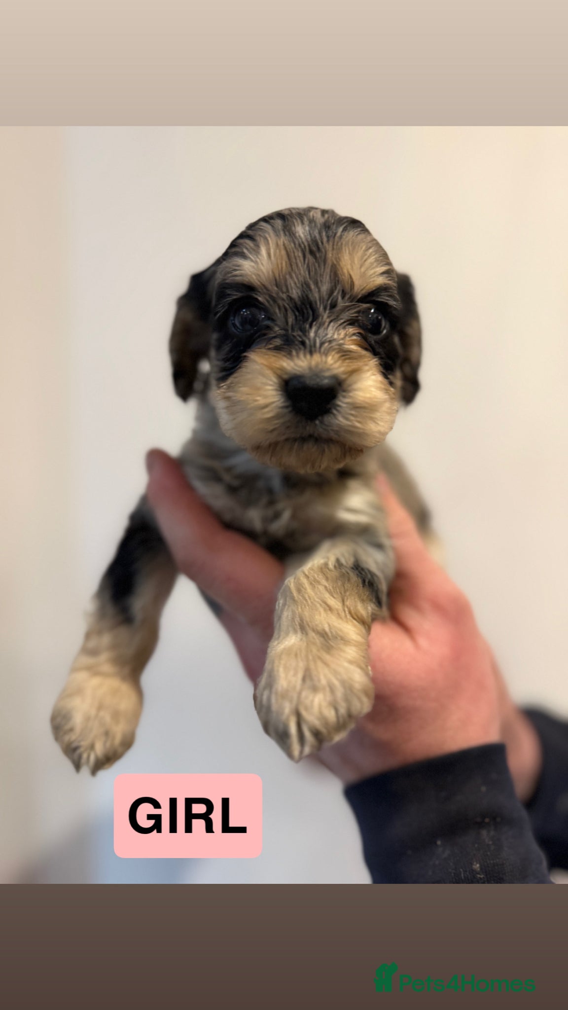 Cockapoo dogs UPDATED PHOTOS 💙🩷 F1  merle Cockerpoo - Advert 4