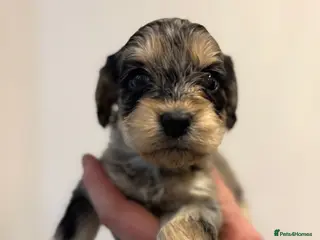 Cockapoo dogs UPDATED PHOTOS 💙🩷 F1 merle Cockerpoo - Advert 9