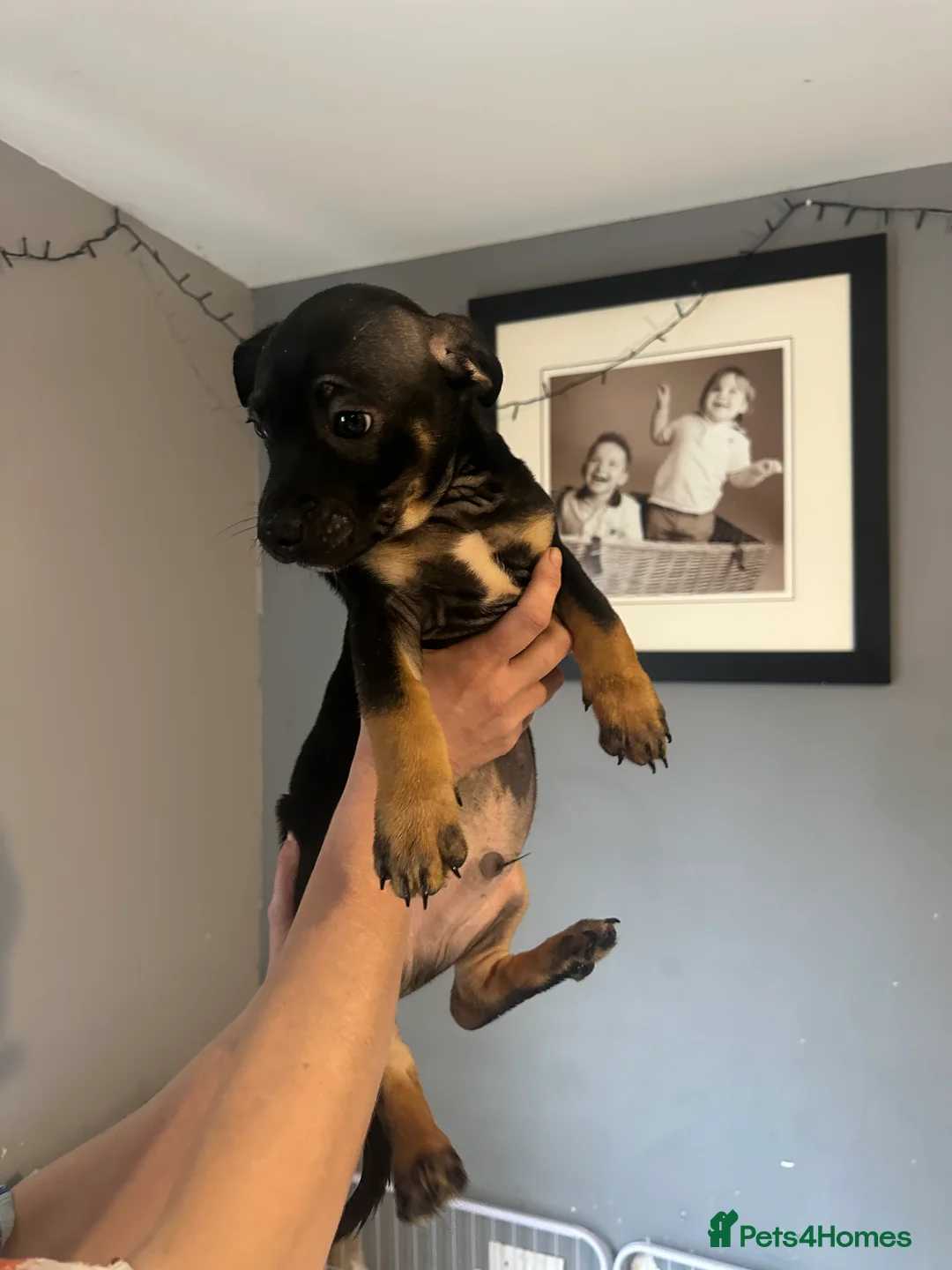 Mixed Breed dogs for sale: Mum stuffy x Dad chuwahwah x - Advert 7