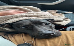 Mixed Breed dogs for sale: Wonderful lab/staffy girl - Image 3