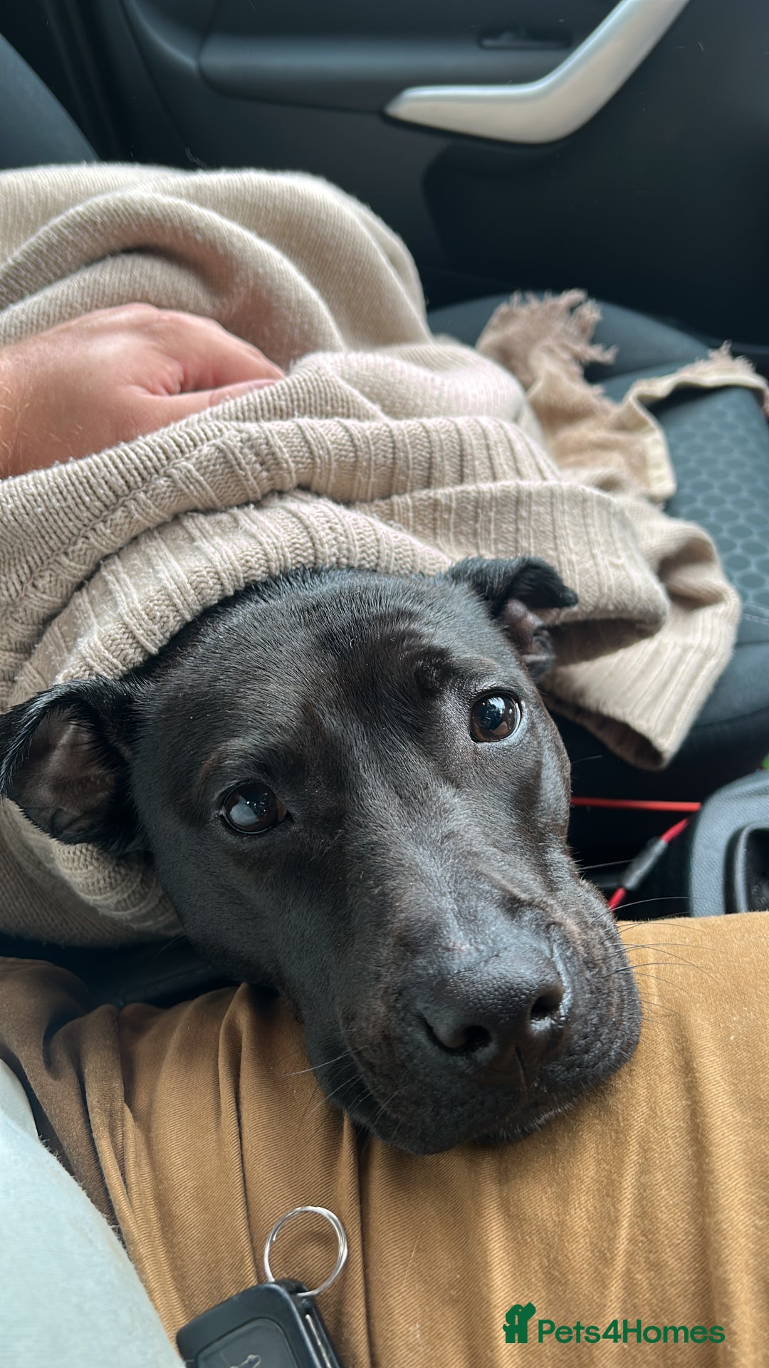 Mixed Breed dogs for sale: Wonderful lab/staffy girl - Image 3