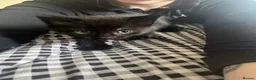Domestic Shorthair cats for sale: 3 beautiful kittens.  in Walsall - Advert 5