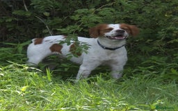 Brittany Spaniel dogs for adoption: Danny is a lovely  boy looking for the best home  - Image 13