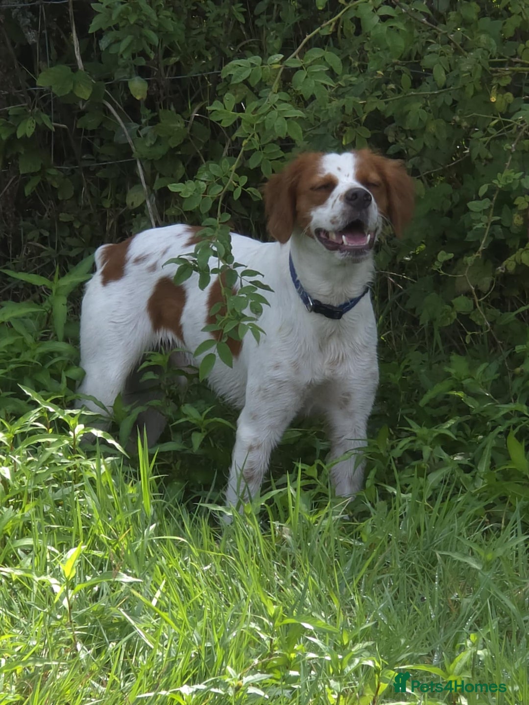 Brittany Spaniel dogs for adoption: Danny is a lovely  boy looking for the best home  - Image 13