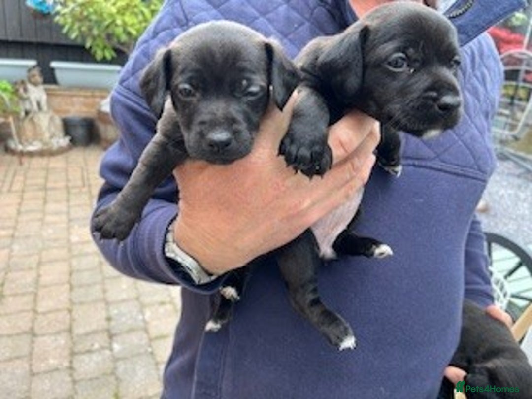 Patterjack dogs for sale: Patterdale Cross Jack Russells - Image 4