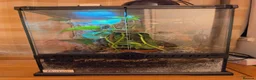 Gecko reptiles for sale: giant Madagascan day Gecko - Advert 6