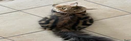 Maine Coon cats for sale: Fluffy picture perfect Maine Coon kittens in Tarporley - Advert 22