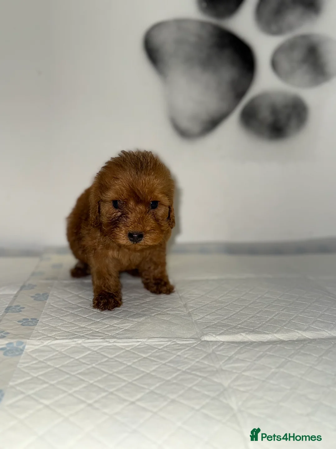 Cockapoo dogs for sale: 8 F1 Cockapoos available  - Advert 2