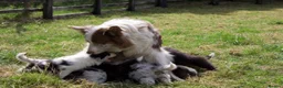Border Collie dogs for sale: Beautiful long coated pups  - Advert 5