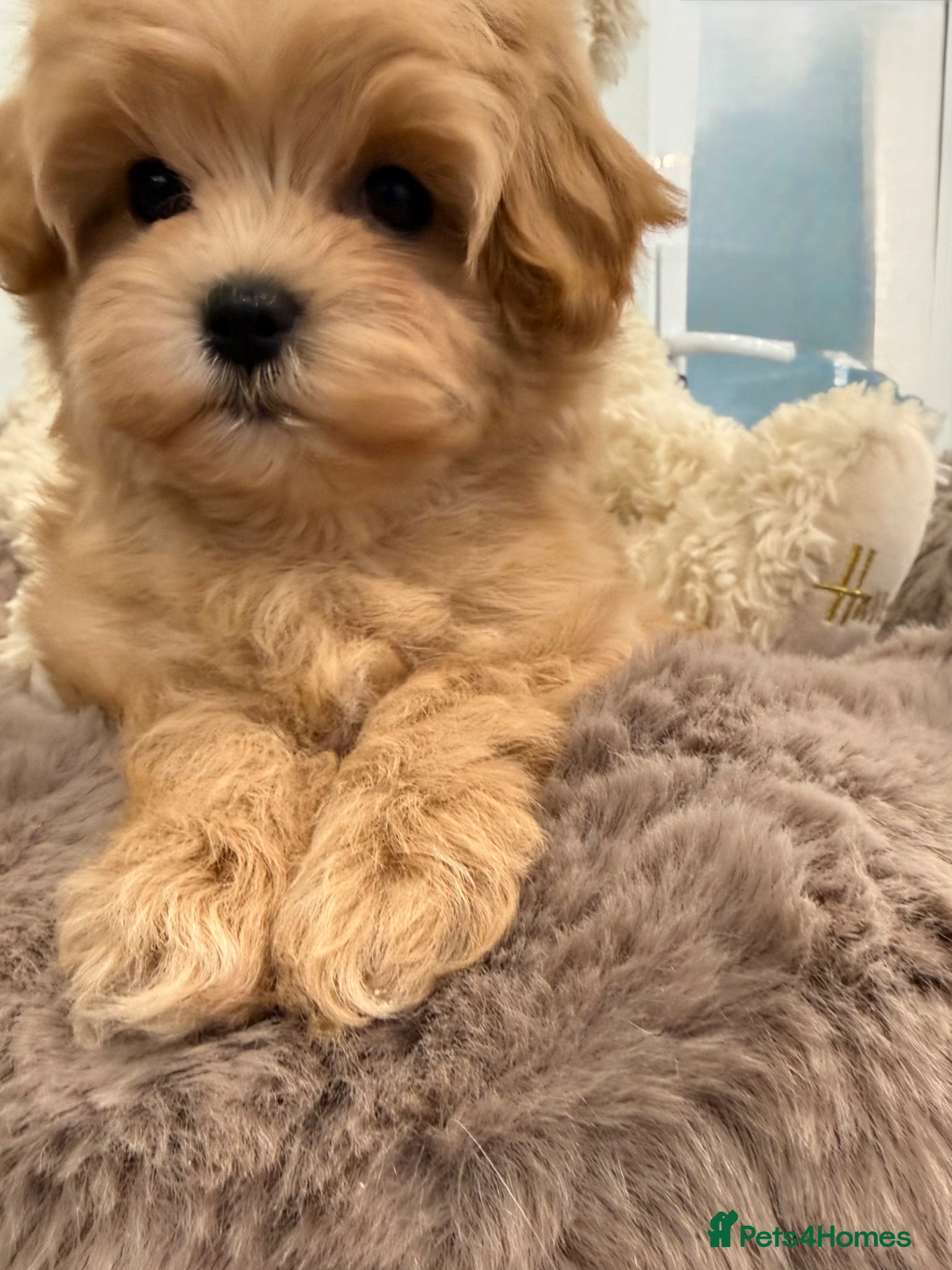 Maltipoo dogs 7 beautiful girls. F1. DNA clear & health tested.  - Advert 2