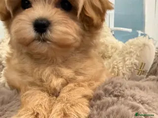 Maltipoo dogs 7 beautiful girls. F1. DNA clear & health tested. - Advert 1