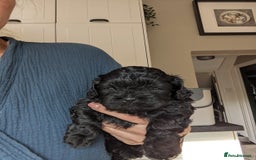 Shihpoo dogs for sale: F2 shihpoo puppies. - Image 3
