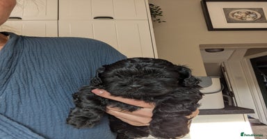 Shihpoo dogs - Advert 4