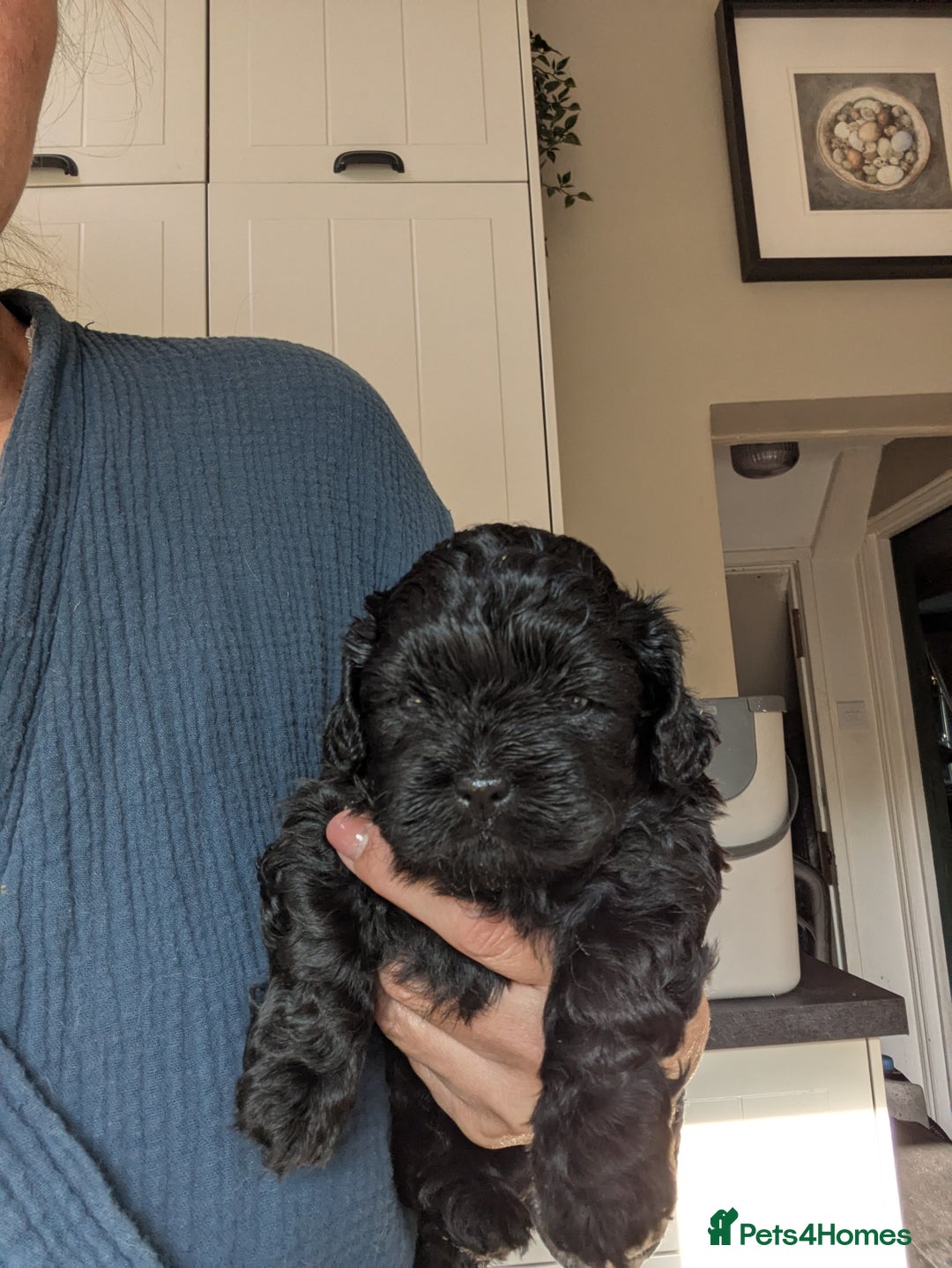 Shihpoo dogs for sale: F2 shihpoo puppies. - Image 3
