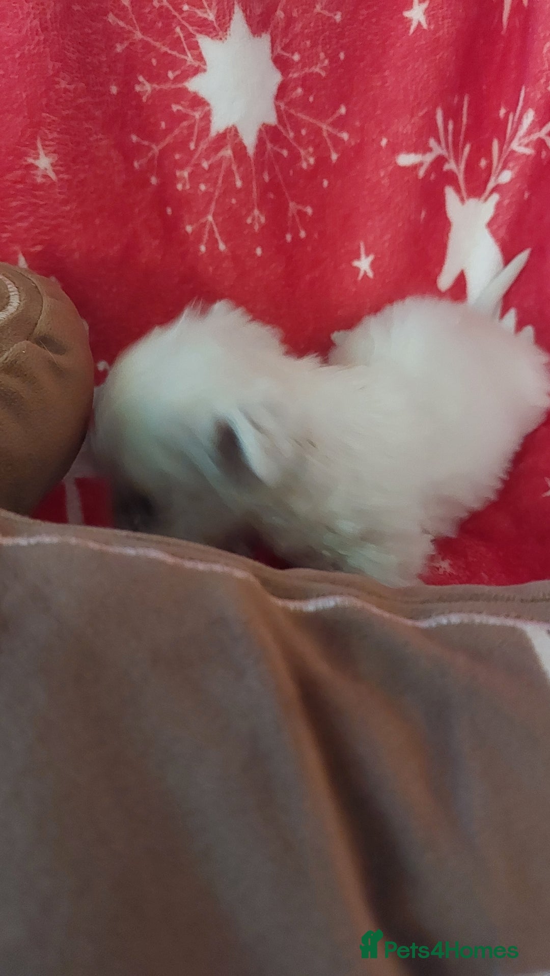 Mixed Breed dogs for sale: Shihtzu jack russel - Advert 9