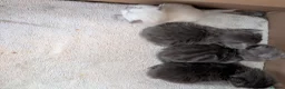 Siberian cats for sale: Siberian kitten  - Advert 8