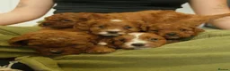 Cavapoo dogs for sale: Red cavapoo puppies - Advert 2
