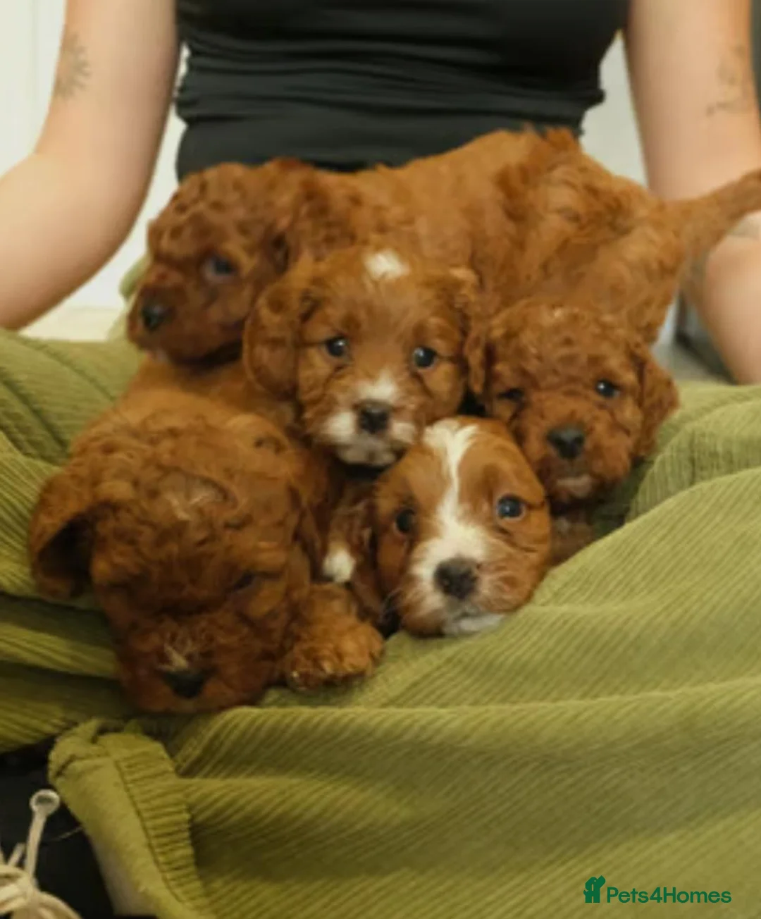 Cavapoo dogs for sale: Red cavapoo puppies - Advert 2
