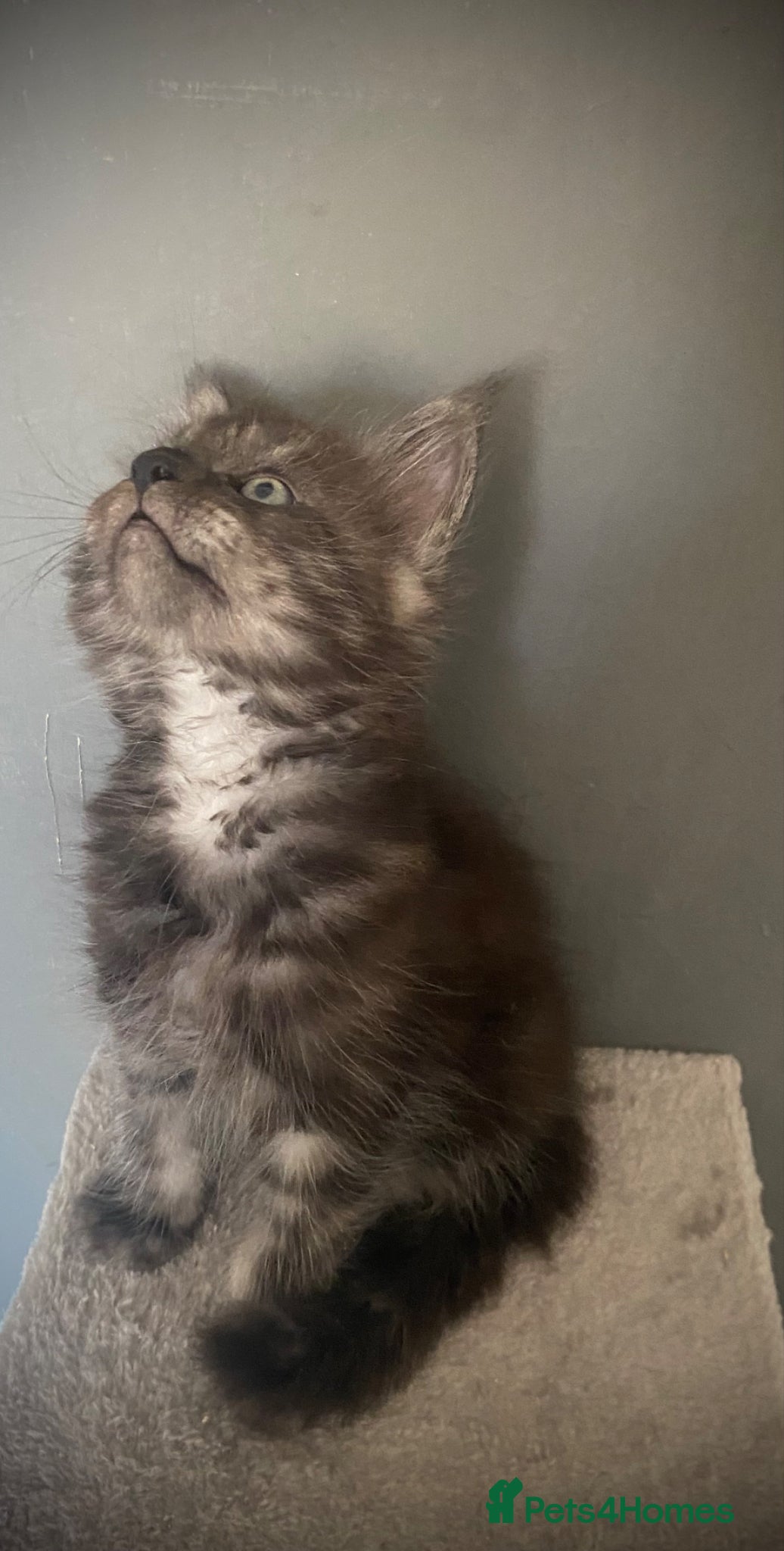 Maine Coon cats TICA registered Maine Coon Kittens  - Advert 2