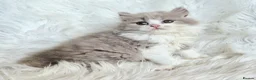 British Shorthair cats for sale: Stunning British shorthair kittens  - Advert 32