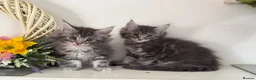 Maine Coon cats for sale: Beautiful TICA registered Maine coon kittens  - Advert 4