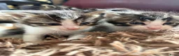 Maine Coon cats for sale: Maincoon X kittens  - Advert 3