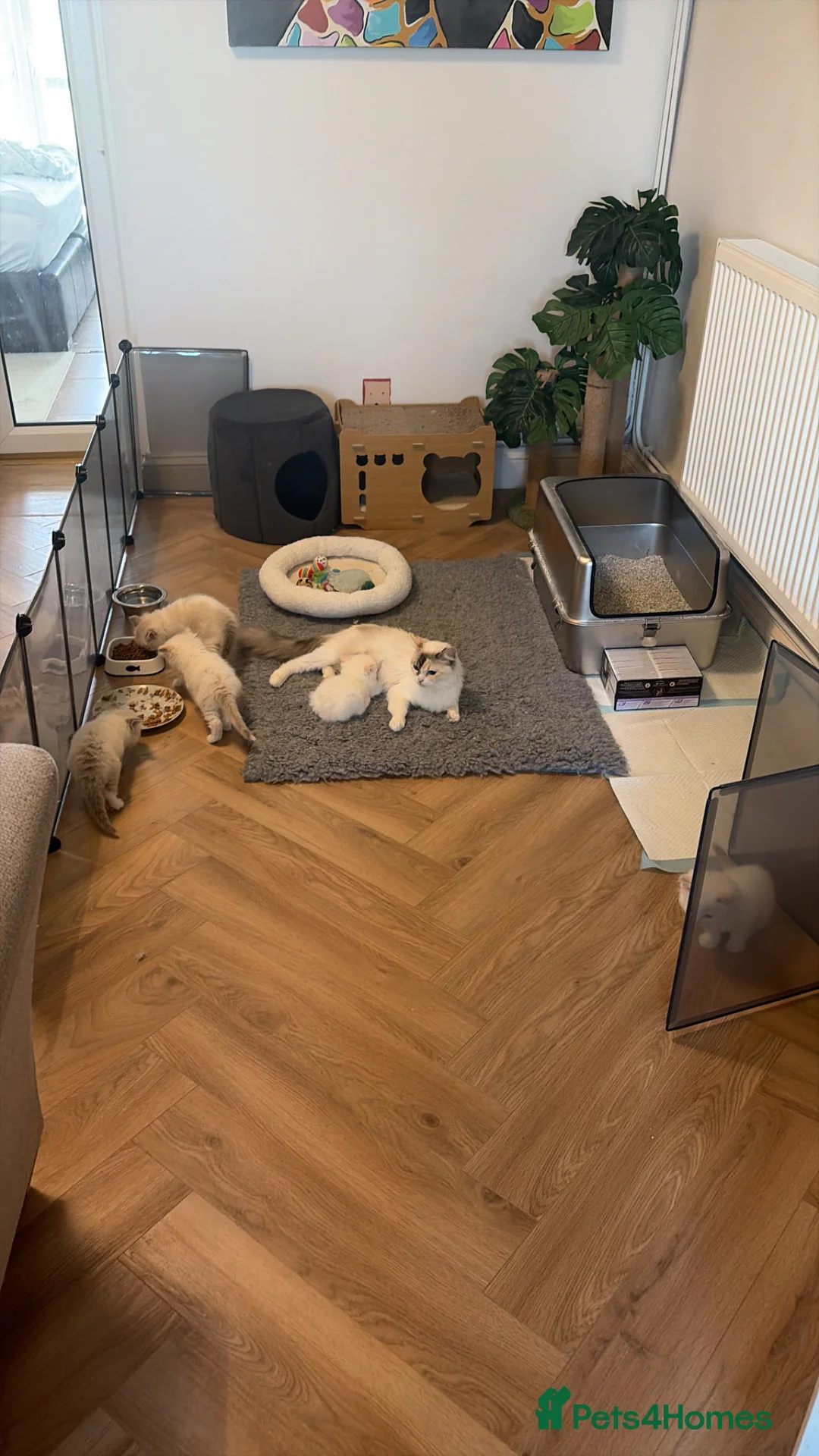 Ragdoll cats for sale: Beautiful pedigree Ragdoll kittens  - Advert 2