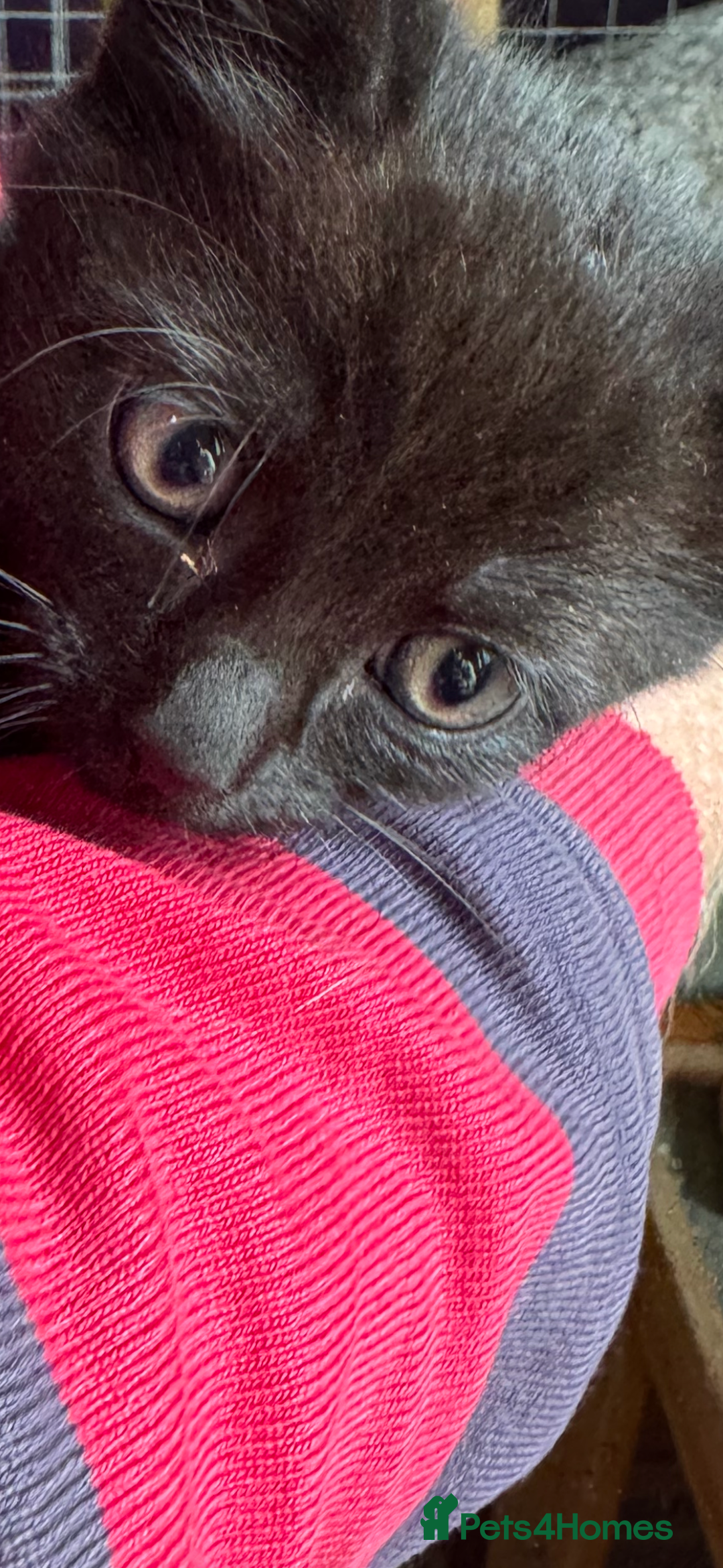 British Shorthair cats for sale: Beautiful kittens for sale  - Image 6