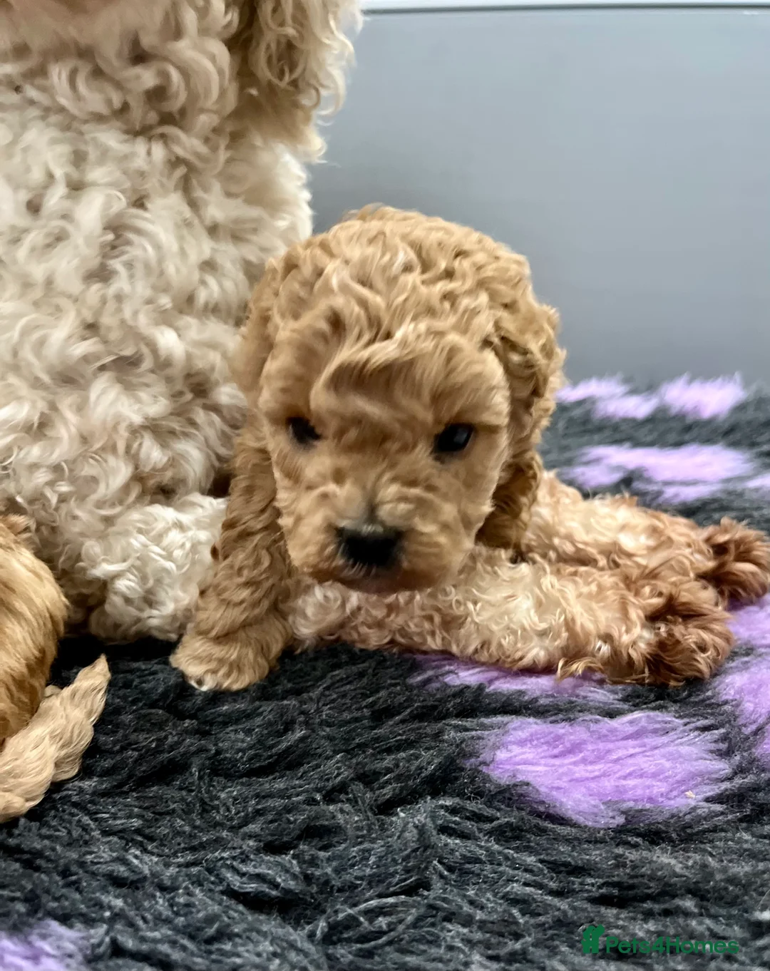 Cockapoo dogs for sale: Stunning f2b cockapoo pups  - Advert 3